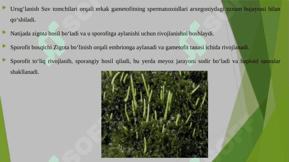 JIGARSIMON YO'SINLAR SINFI ASOSIY BELGILARI MARSHANTSIYANING TARAQQIYOT SIKLI 6