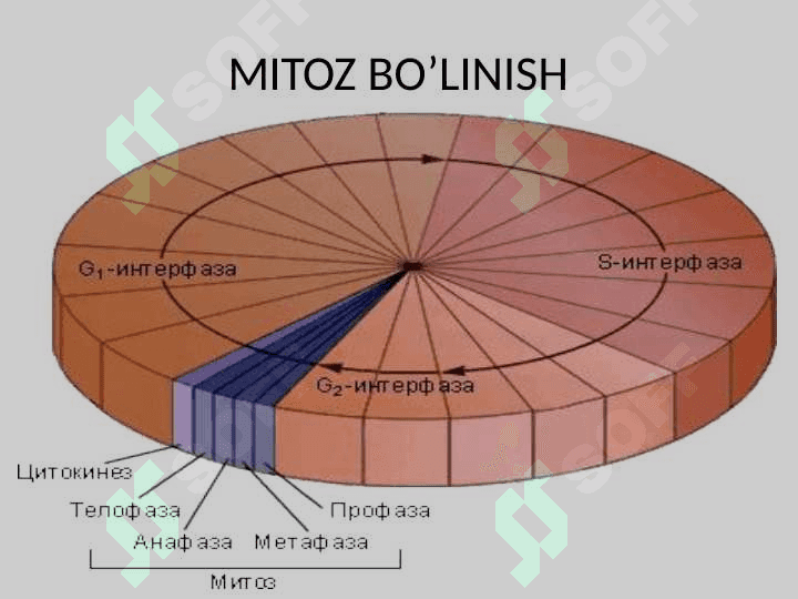 XROMOSOMA.  HUJAYRANING HAYOT SIKLI.  MITOZ. MEYOZ. 2