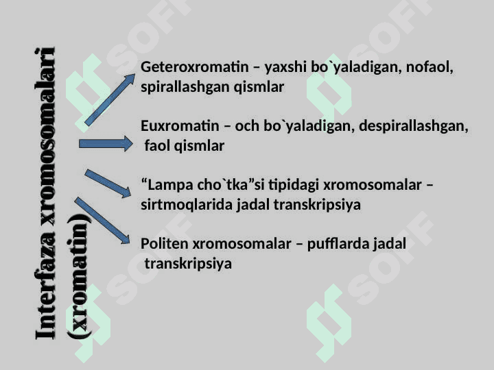 XROMOSOMA.  HUJAYRANING HAYOT SIKLI.  MITOZ. MEYOZ. 3