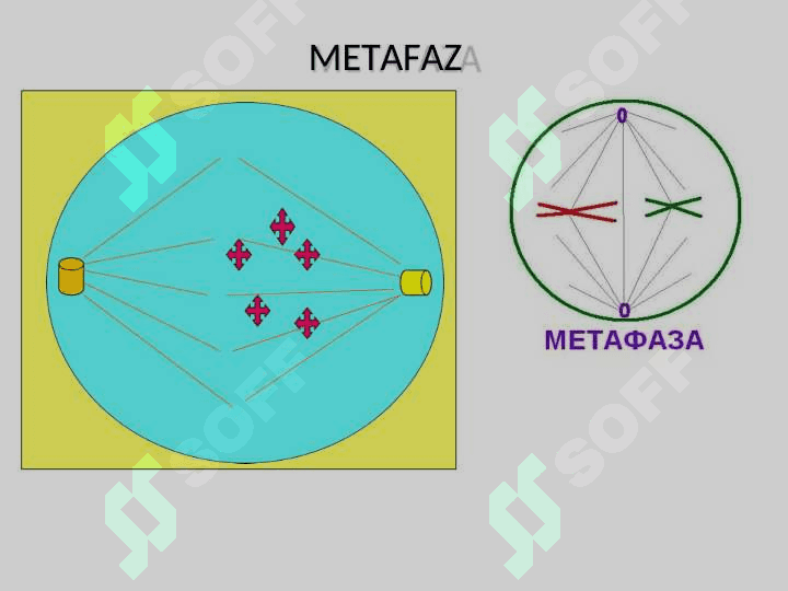 XROMOSOMA.  HUJAYRANING HAYOT SIKLI.  MITOZ. MEYOZ. 8