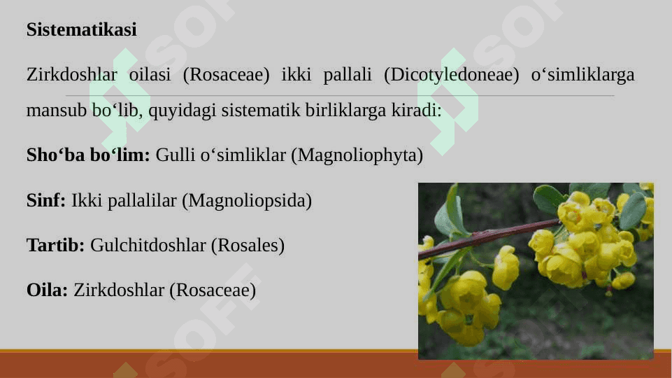 ZIRKDOSHLAR OILASI SISTEMATIKASI, O‘ZIGA XOS BELGILARI, ASOSIY VAKILLARI VA ULARNING XALQ XO‘JALIGIDAGI AHAMIYATI 3