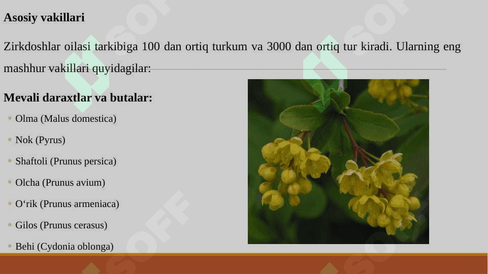 ZIRKDOSHLAR OILASI SISTEMATIKASI, O‘ZIGA XOS BELGILARI, ASOSIY VAKILLARI VA ULARNING XALQ XO‘JALIGIDAGI AHAMIYATI 5
