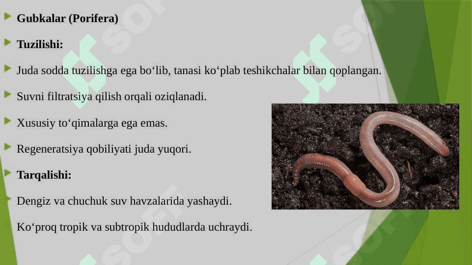 UMURTQASIZ HAYVONLARNI SINFLARI VA ULARGA MANSUB TURLARNING TUZILISHI VA TARQALISHI 3