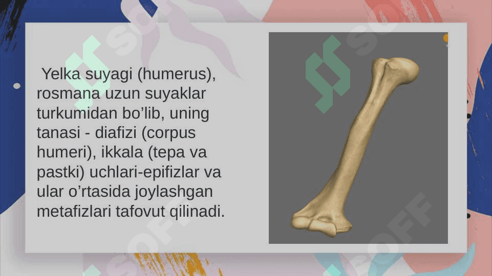 Qolning erkin turgan bolimidagi suyaklar. Bosh skeleti 3