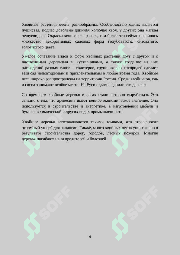 Хвойные растения 4