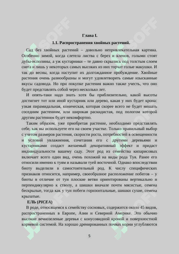 Хвойные растения 5