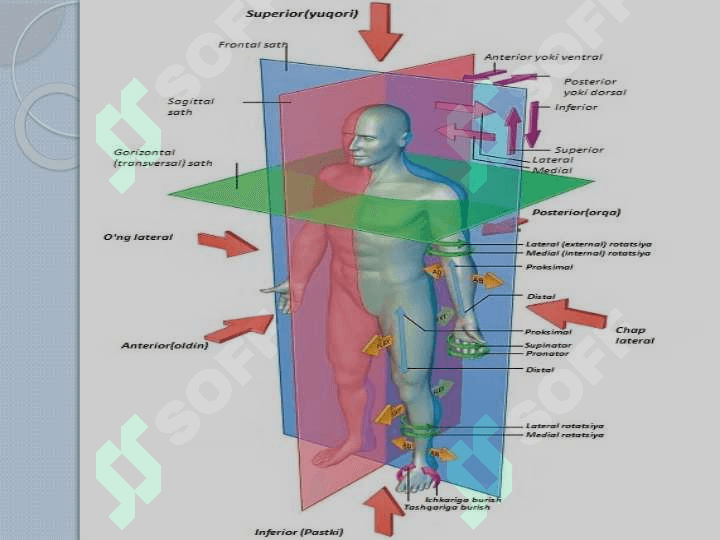 Anatomiya fanining tarixi.Anatomiyani o’rganish usullari.Tana suyaklarning funksional anatomiyasi 8
