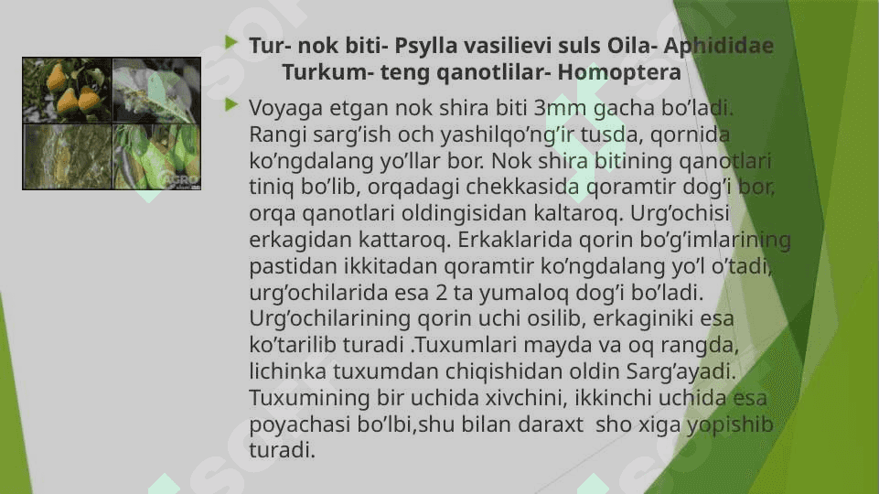 Meva bog`lari zararkunandalari. 2