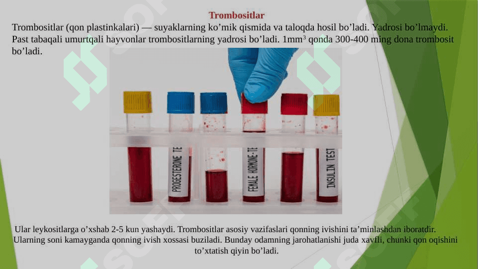 Qonning Shaklli elementlari mavzusidan tayyorlagan 6