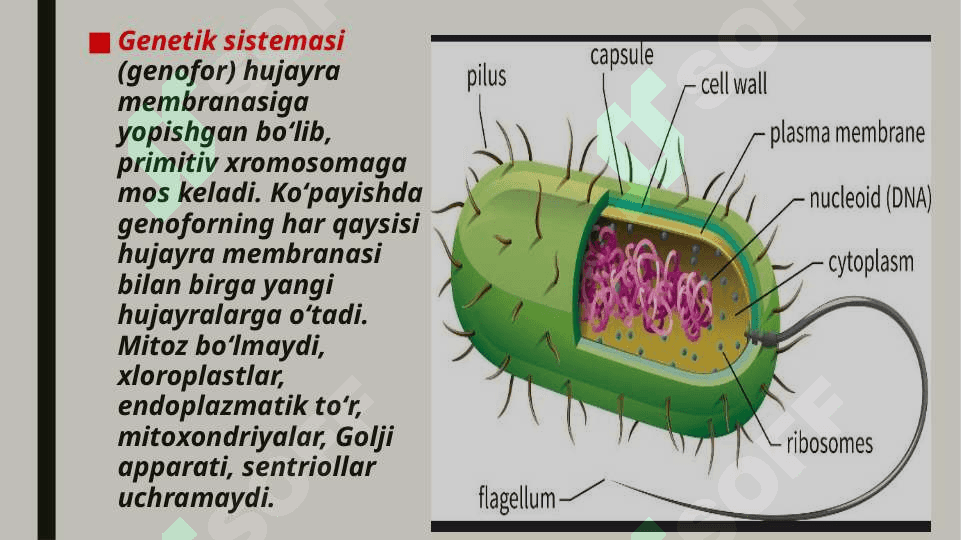 Prokariot va eukariot hujayralarning farqi. 5