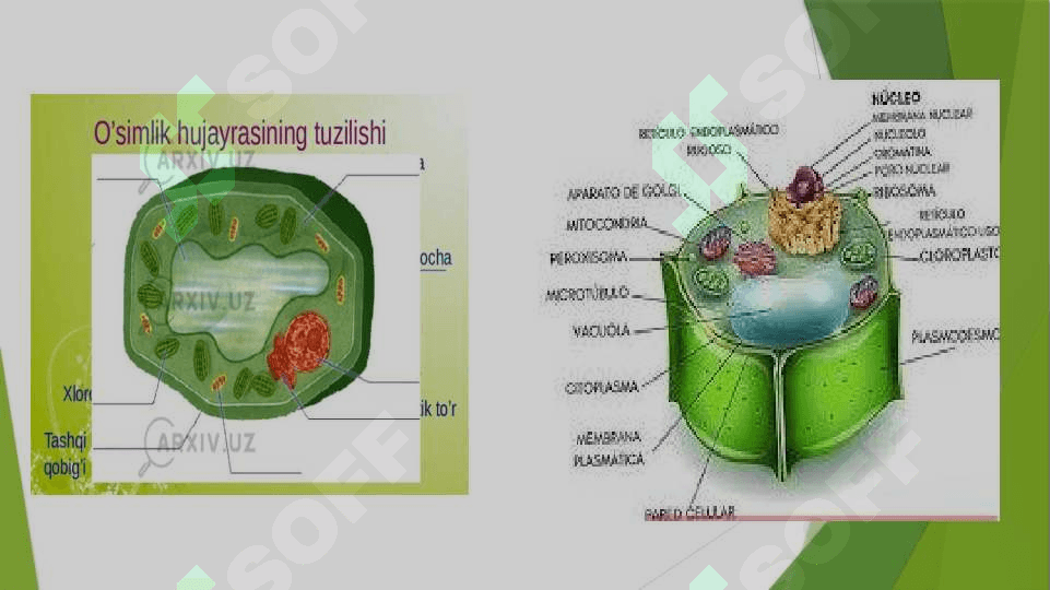 O’simliklarning hosildorligini oshirishda biotexnalogiyaning ahamiyati. 5