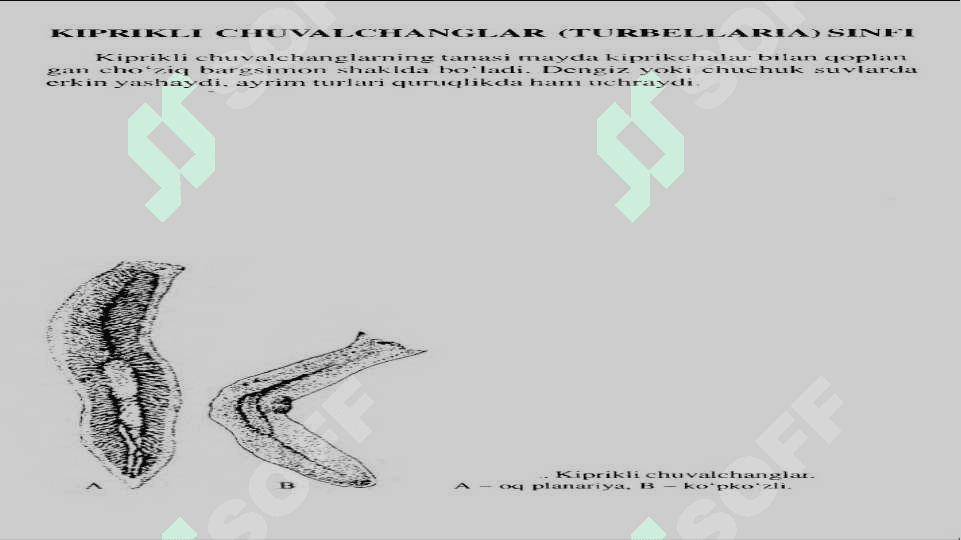 parazit chuvalchanglar,gelmentlar 3