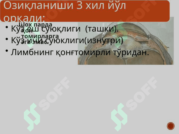Shox parda anatomiyasi va patologiyasi 6