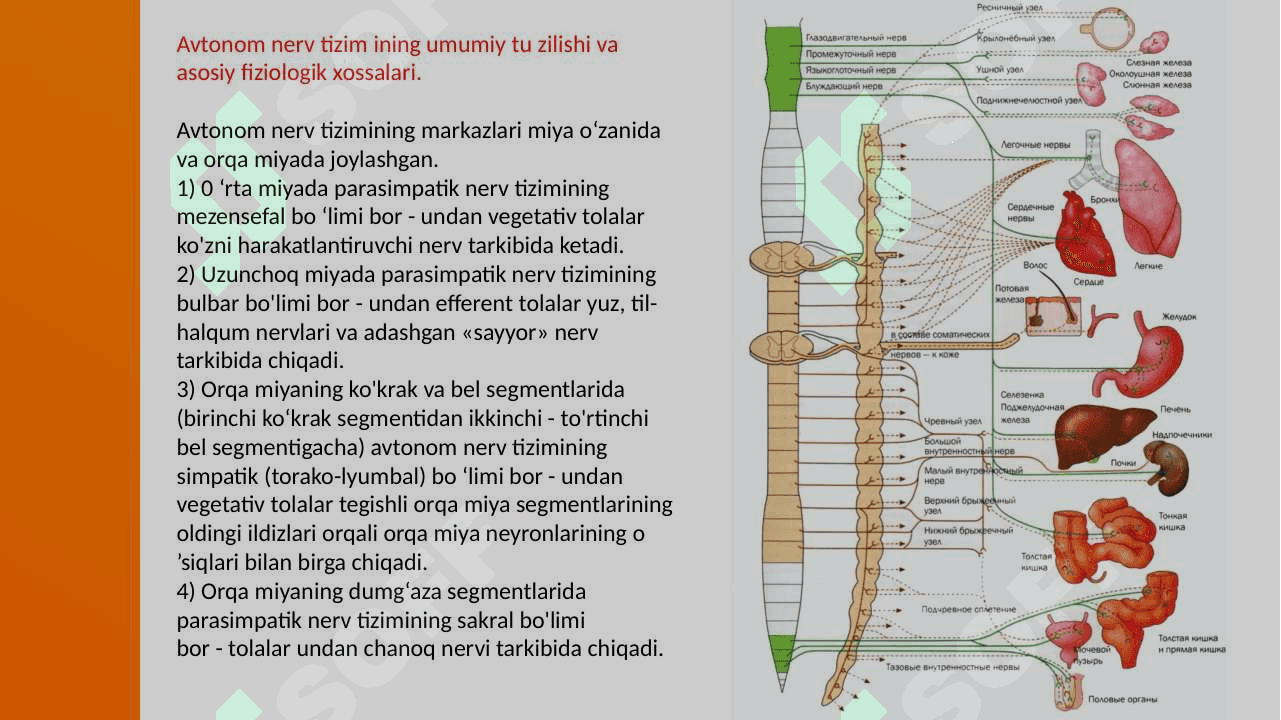 Vegetativ asab sistemasini o'rganish 3