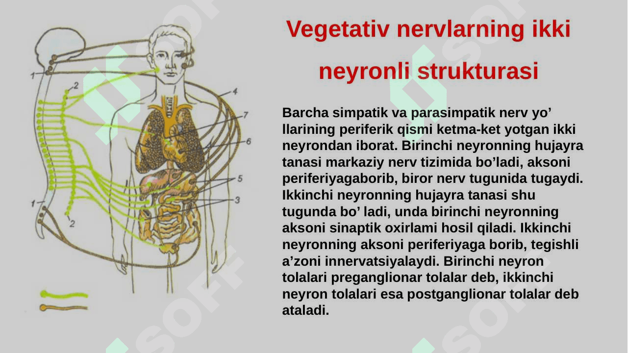 Vegetativ asab sistemasini o'rganish 4