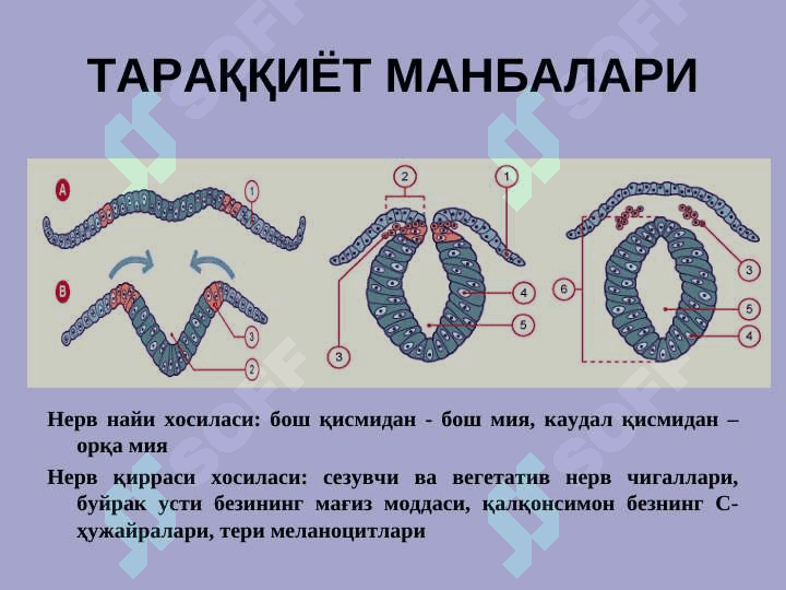 НЕРВ СИСТЕМАСИНИНГ КЛАССИФИКАЦИЯСИ 3
