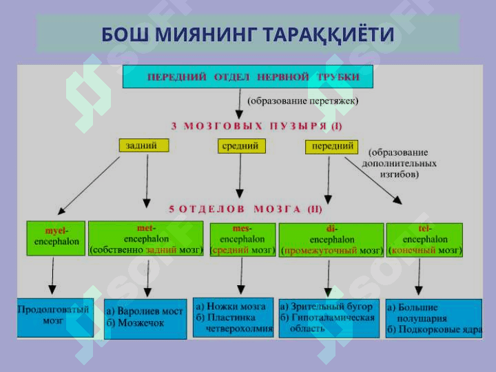 НЕРВ СИСТЕМАСИНИНГ КЛАССИФИКАЦИЯСИ 4
