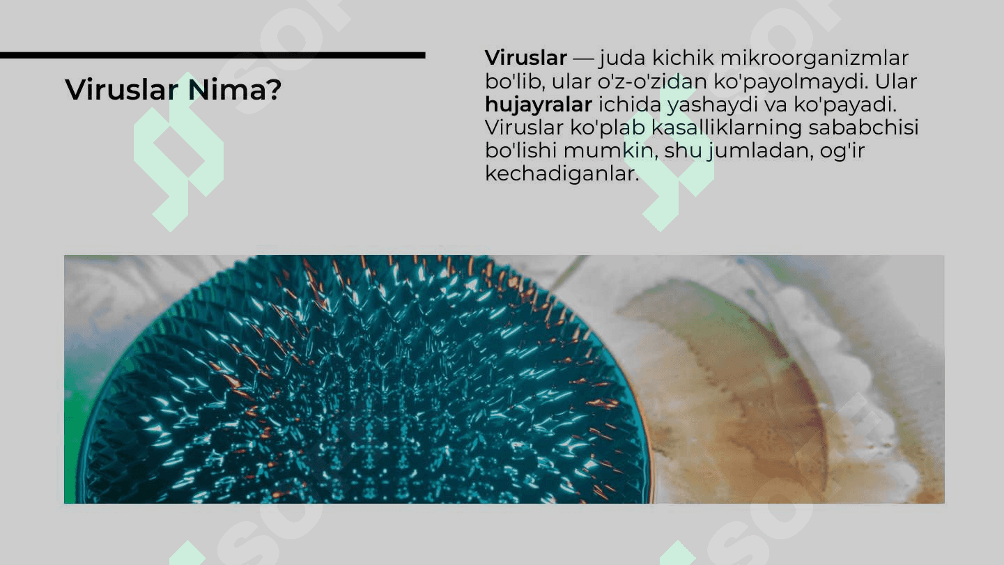 Paragripp, epidemik parotit, qizamiq, ortomikso viruslar, gripp viruslari 3