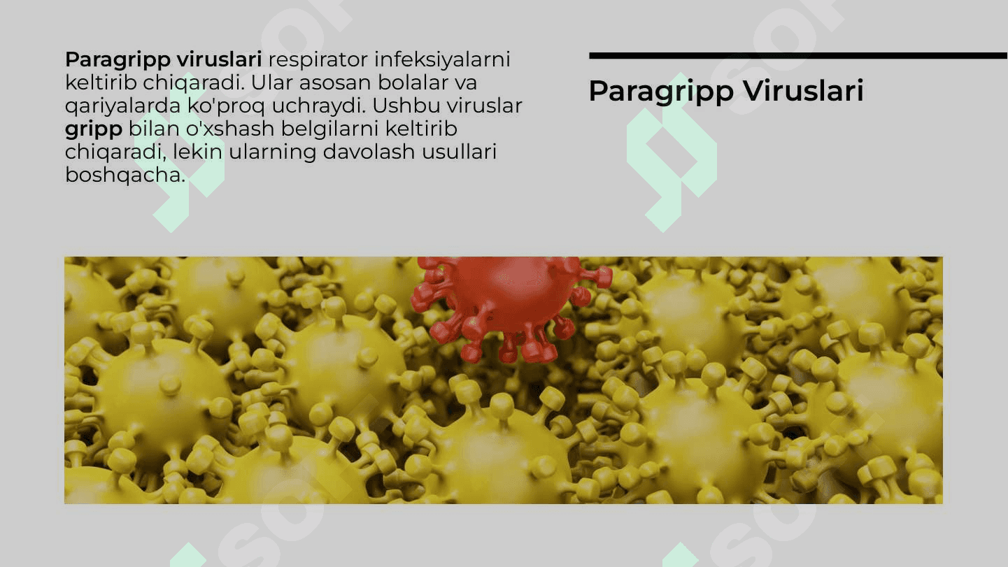 Paragripp, epidemik parotit, qizamiq, ortomikso viruslar, gripp viruslari 4