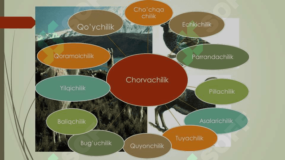Qishloq xoʻjaligi tarmoqlari tarkibi 6