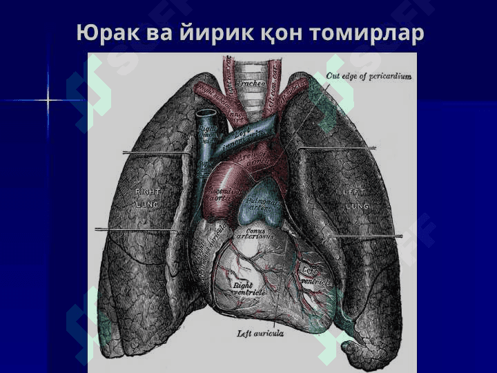 Yurak va qon aylanish doiralari 4
