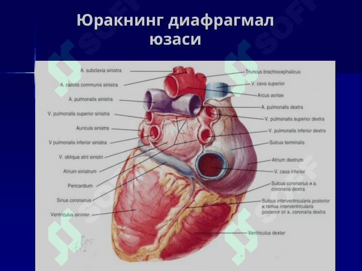 Yurak va qon aylanish doiralari 6