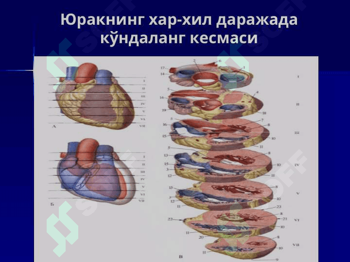 Yurak va qon aylanish doiralari 7