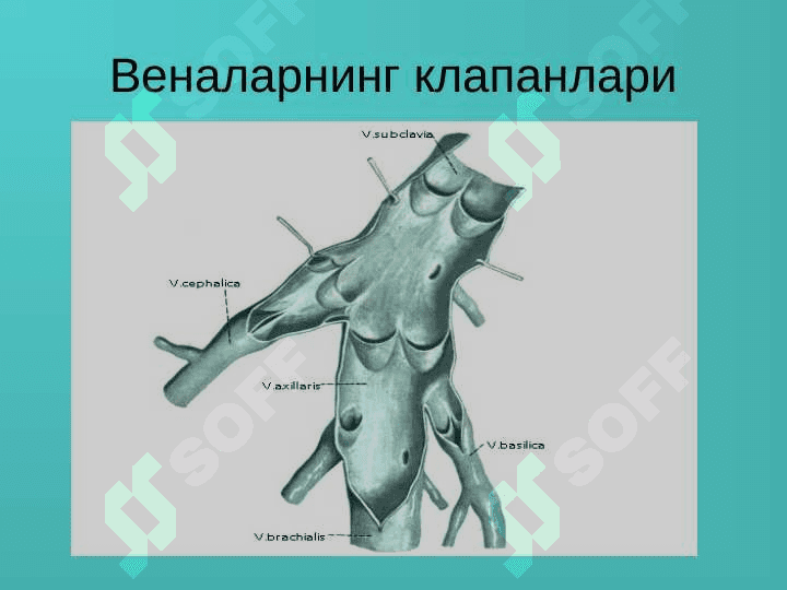 Оёқ веналарининг варикоз касаллиги 3