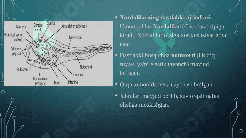 Umurtqalilarning kelib chiqishi 2