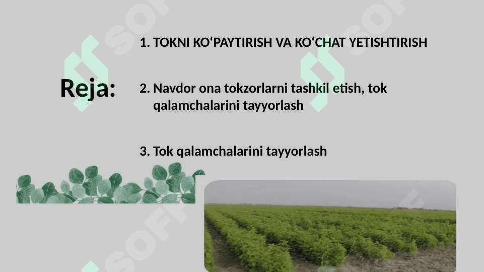 Tok ko'chatini yetishtirish texnologiyasi 2
