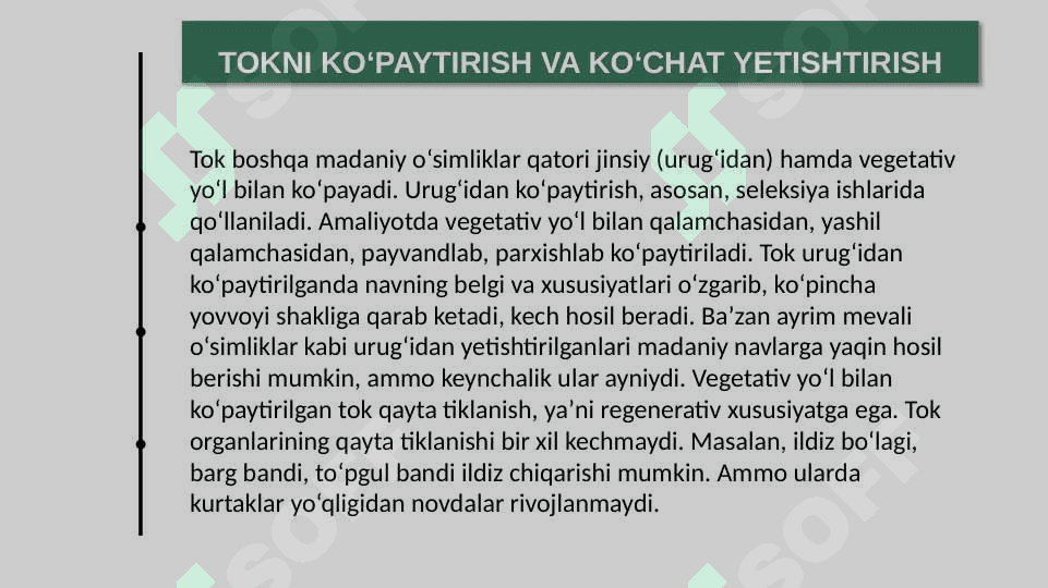 Tok ko'chatini yetishtirish texnologiyasi 3