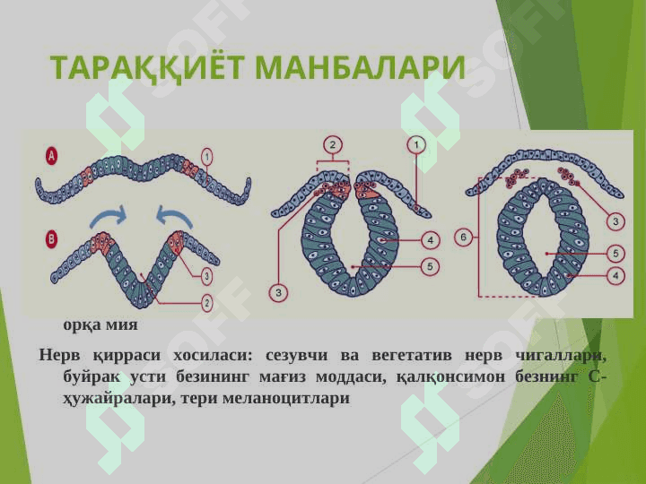 Нерв система 3