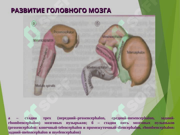 Нерв система 5