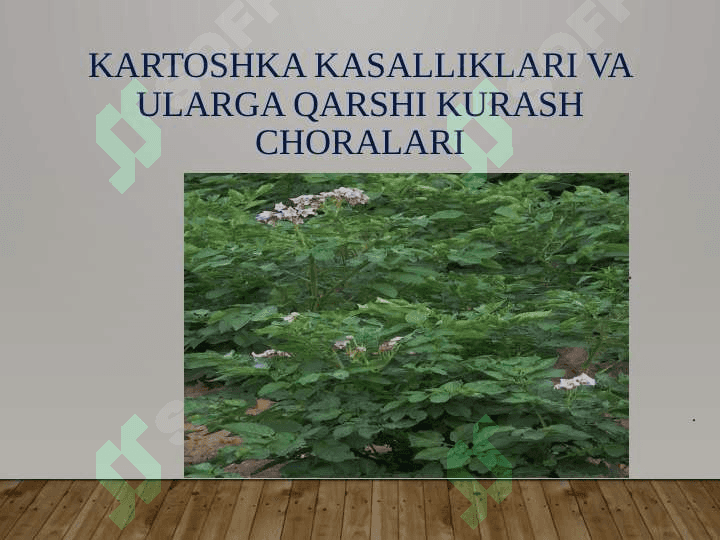 Kartoshka ZARARKUNANDALARI 2