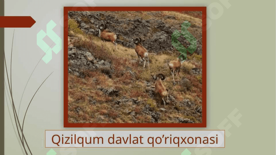 Qo'riqxonalar : mohiyati va maqsadi. 8