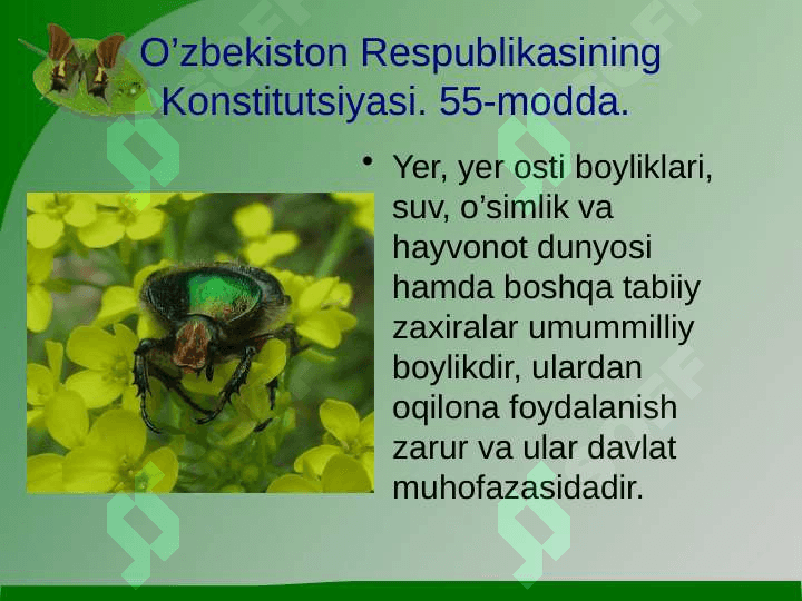 O’simliklar dunyosini muhofaza qilish 2
