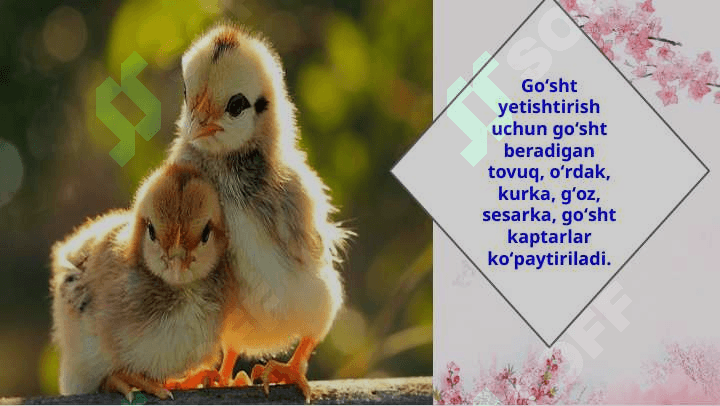 Parrandachilikda naslchilik ishlari. 6