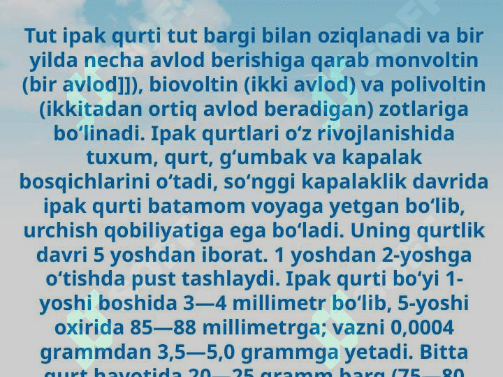 Ipak qurtini zoologik sistematikasi 4