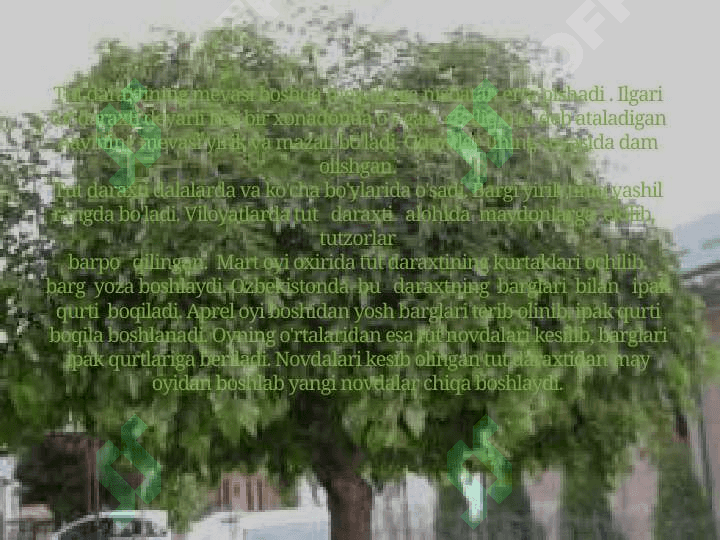 TUT  DARAXTI.  IPAK  QURTI 3