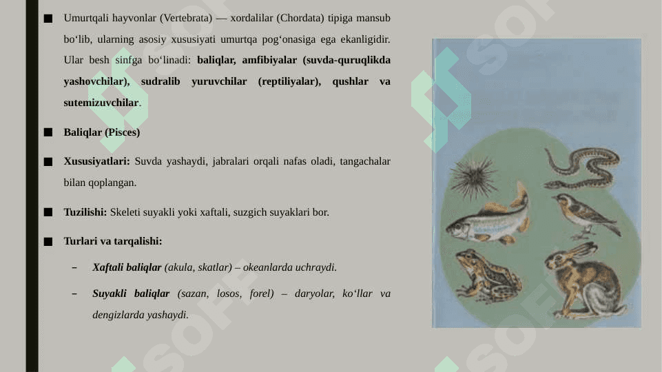 Umurtqali hayvonlarni sinflari va ularga mansub turlarining tuzilishi va tarqalishi 3