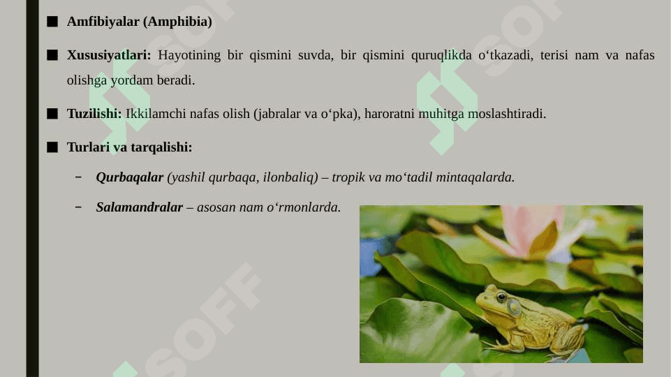 Umurtqali hayvonlarni sinflari va ularga mansub turlarining tuzilishi va tarqalishi 4