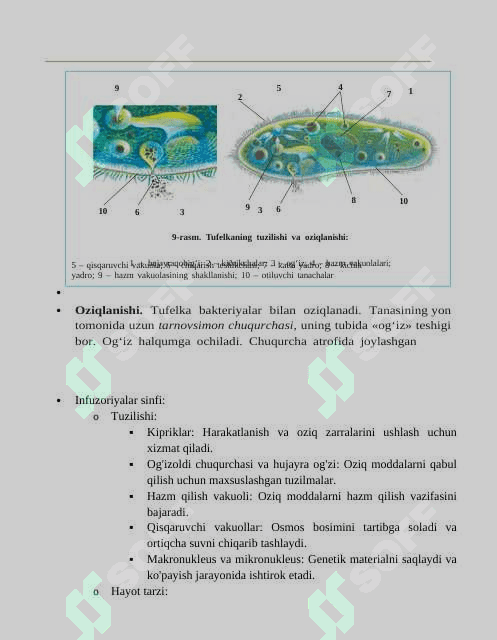 Infuzoriyalar va Sporalilar Sinflari Dars Ishlanmasi 3