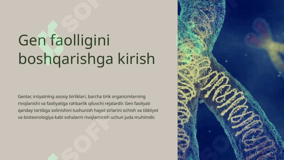 Gen faoliyatining  Boshqarilishi, Hujayra differensirofkasi 3