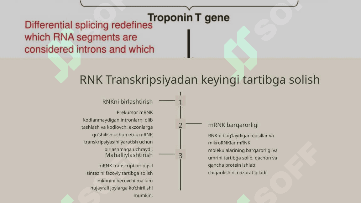 Gen faoliyatining  Boshqarilishi, Hujayra differensirofkasi 7