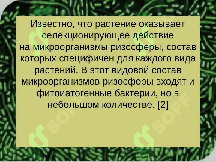 МИКРООРГАНИЗМЫ РИЗОСФЕРЫ 4