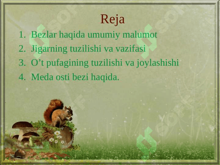Jigar, o’t pufagi va  meda osti bezi 2