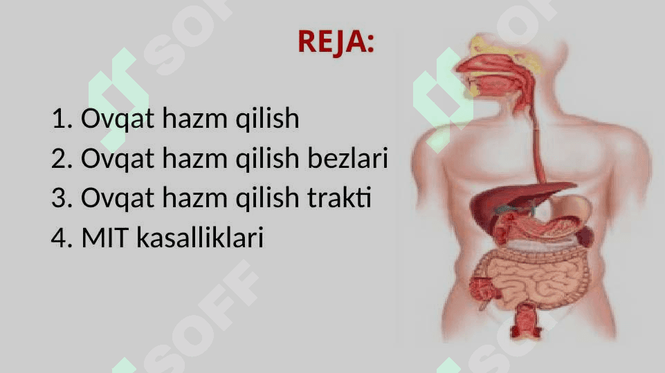 Ovqat hazm qilish trakti –me’da-ichak tizimi 2