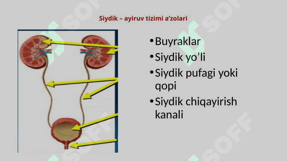 Siydik – ayiruv tizimi 3