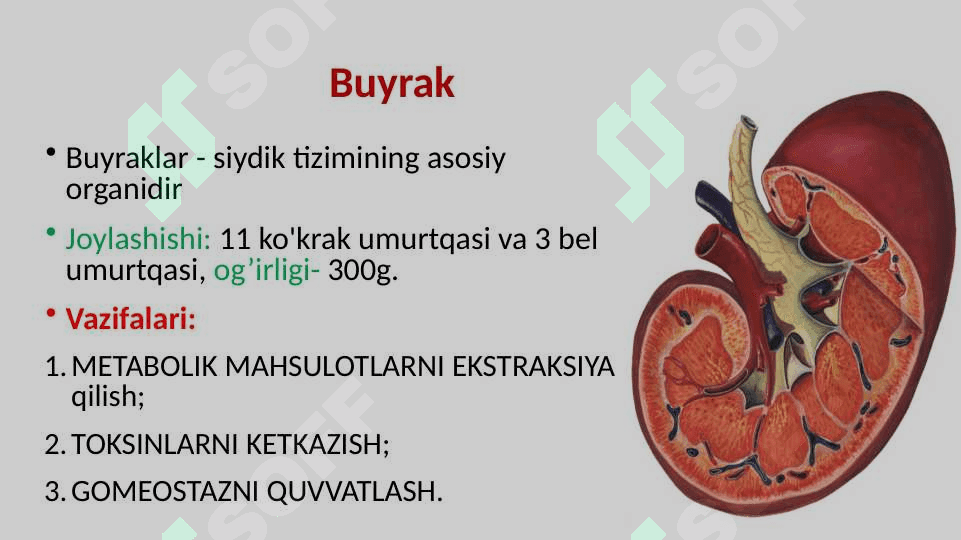 Siydik – ayiruv tizimi 4