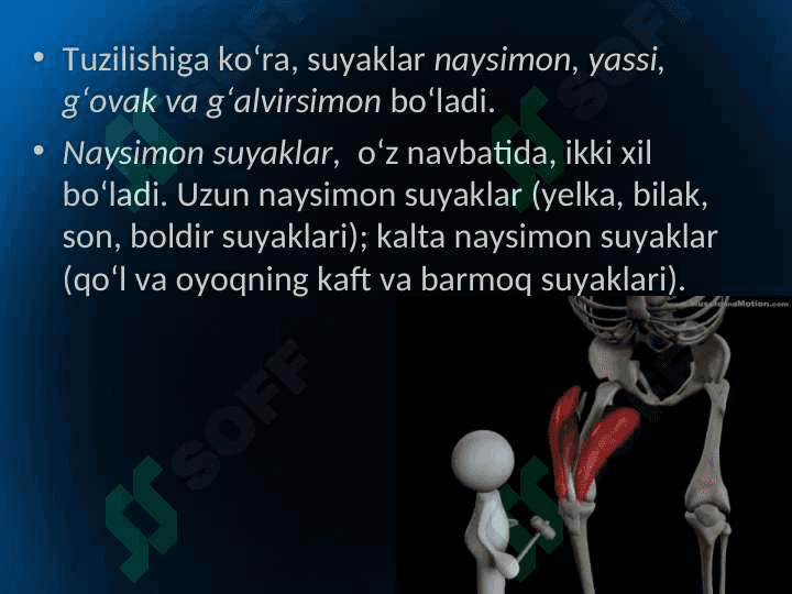 Tayanch harakatlanish sistemsini o’rganish metodikasi 6